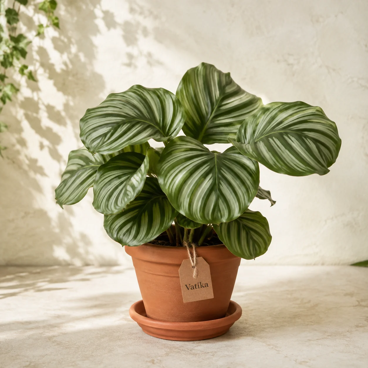 Calathea Orbifolia β Vatika branded concept image